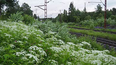 Aegopodium Podagraria, Ground Elder, Flowering Plant Carrot Family Apiaceae. Herb Gerard, Bishop Weed, Goutweed, Gout Wort, Snow