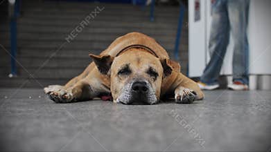 Old Dog Resting