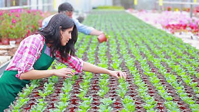 Gardeners working at the greenhouse