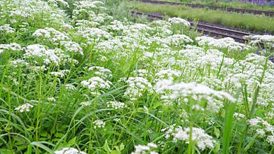 Aegopodium Podagraria, Ground Elder, Flowering Plant Carrot Family Apiaceae Grows in Shadow. Herb Gerard, Bishop Weed, Goutweed