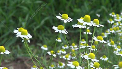 Fresh chamomile medical herbs blossoms in summer