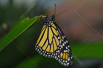 Monarch butterfly
