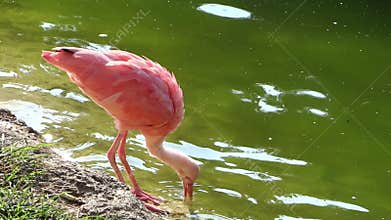 Red ibis