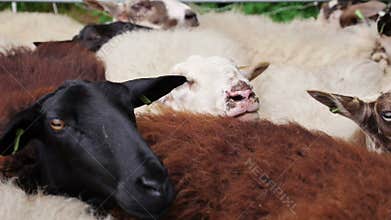 Sheep waiting to be shorn