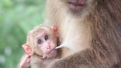 Baby monkey