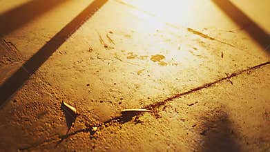 Ground with fallen leaves and long shadows
