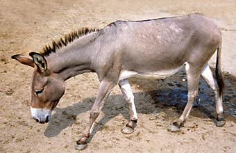 Donkey