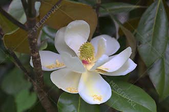 A Marvelous Magnolia