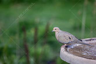 One Mourning Dove Perched on Fountain Edge - Zenaida macroura
