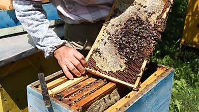 Beekeeper working on beehive