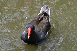 Wild moorhen by a pond in a natural environment