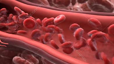 Microscopic Visualization of Red and White Blood Cells Flowing Through Red Vein System Explaining Blood Composition