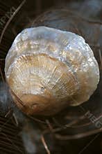 Shiny shell