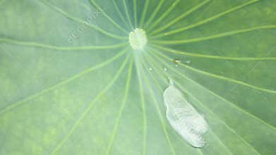 Water drop on leaf
