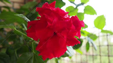Double hibiscus is variety of hibiscus with lush, multi-layered red flowers, Chinese rose Hibiscus rosa-sinensis. Indoor form is