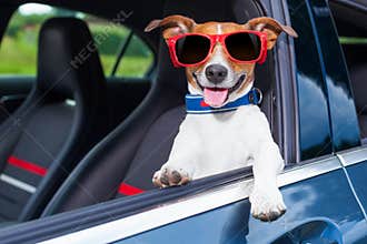 Dog window car