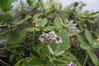 Beautiful purple biduri flowers grow around the coast