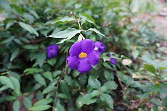 Thunbergia erecta with bright purple and yellow in the center