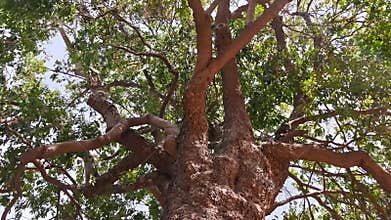 Orbital camera movement of a tall tree in diminishing perspective as viewed from the canopy