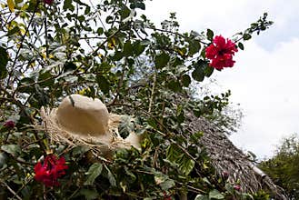 Special Display Of Straw Hats