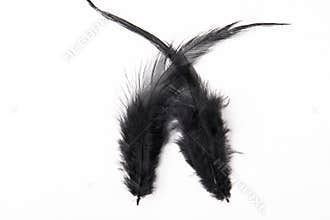 Two Black Bird Feathers