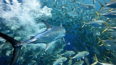 Striped marlin hunting bait ball of mackerel in deep blue ocean water dynamic slow motion sequence displaying predatory behavior