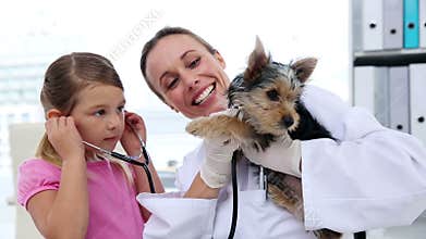 Little girl watching vet checking her yorkshire terrier