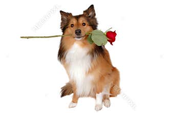Romantic dog