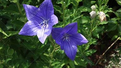 Balloon Flowers