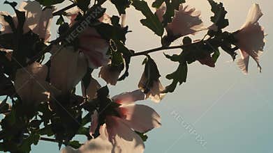 Macro shot of Hibiscus laevis flower in soft sunlight. Tropical plant with red