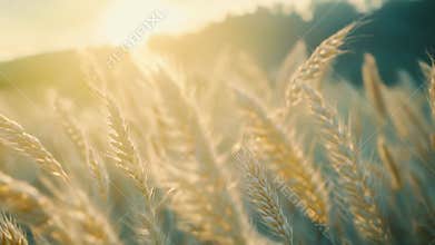 Golden wheat field swaying in warm sunset light