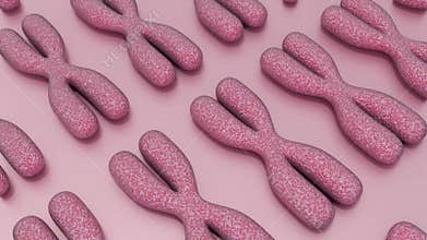 3D animation of Multiple X-shaped chromosome pairs