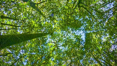 Tropical rainforest. Tops of the trees. Looking up to the canopy