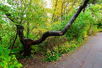 Curved Tree Over Pathway in Lush Green Park with Copy Space for Advertising, Wellness Concepts and Natural Background Design