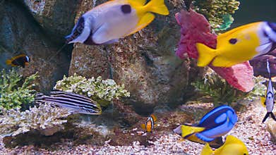Colorful tropical fish in aquarium