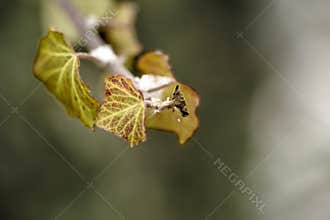 Frosted Autumn Leaves with First Winter Snow