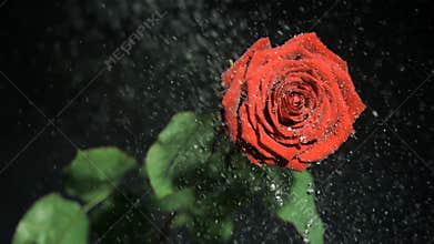 Red flower in super slow motion being watered