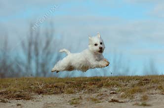Flying terrier