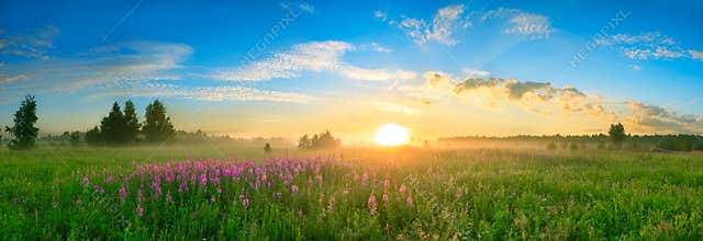 Landscape with the sunrise, a blossoming meadow panorama