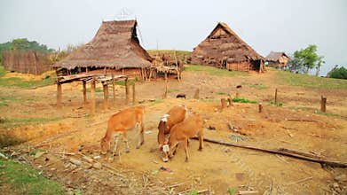 indigenous native tribal culture of Akha tribe village,Pongsali,Laos