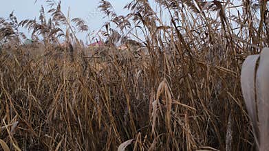 Serene winter scene of a frozen lake with thin ice layers, bubbles beneath, dry reeds emerging, snow patches on edges, and subtle