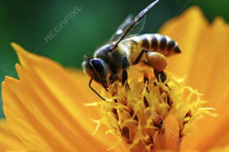 BEE