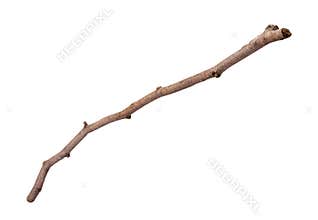 Wooden Twig Isolated