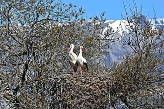 Two white storks stand side by side in their nest