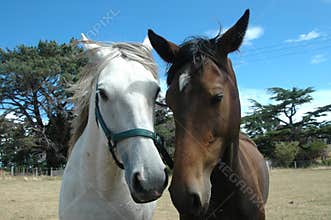 Two Horses
