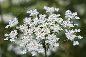 White caraway flower closeup