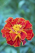 French marigold (Tagetes patula)