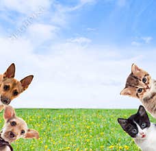 Pets