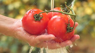 Tomatoes close up in a sunny day
