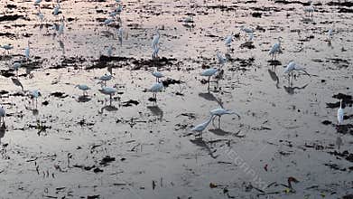 Egret birds are standing in a pond